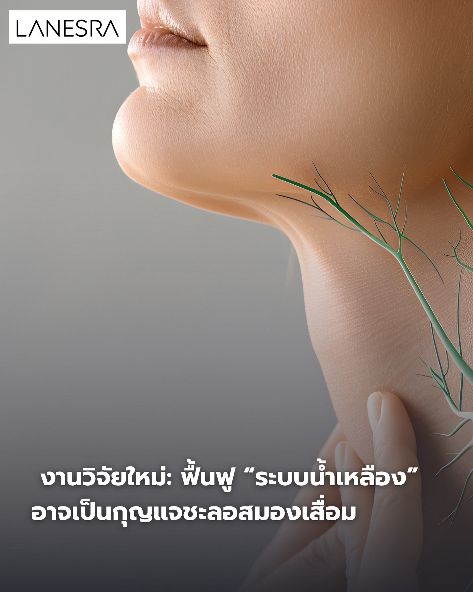 งานวิจัยใหม่: ฟื้นฟู “ระบบน้ำเหลือง” อาจเป็นกุญแจชะลอสมองเสื่อม หนึ่งในระบบที่ถูกมองข้ามมากที่สุดของร่างกาย